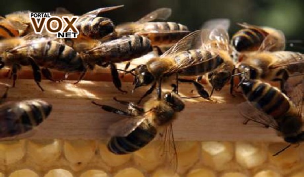Lamentável – Trabalhador morre após ser atacado por enxame de abelhas no interior de Toledo