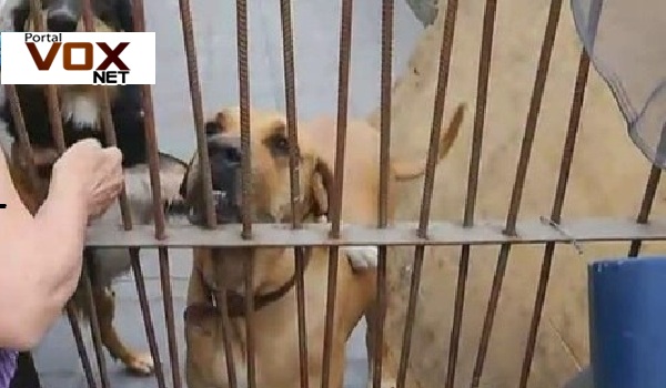 Crueldade – Mulher é flagrada por câmera de segurança ao envenenar cachorro