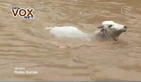 Chuvas – Vaca é arrastada por rio que transbordou em cidade do MS